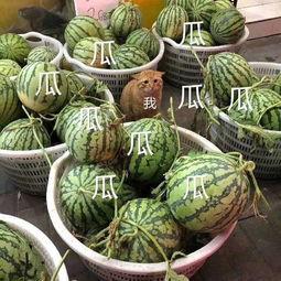 娱乐吃瓜公司有哪些,盘点热门吃瓜公司背后的故事