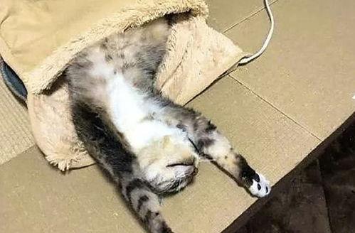 猫猫永不为奴娱乐吃瓜酱,揭秘娱乐圈幕后趣闻